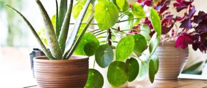 How To Keep An Indoor Plant Alive