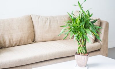 4 Reasons to Keep Bamboo Plants at Home for Luck, Health & Positive Energy