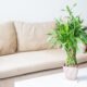 4 Reasons to Keep Bamboo Plants at Home for Luck, Health & Positive Energy