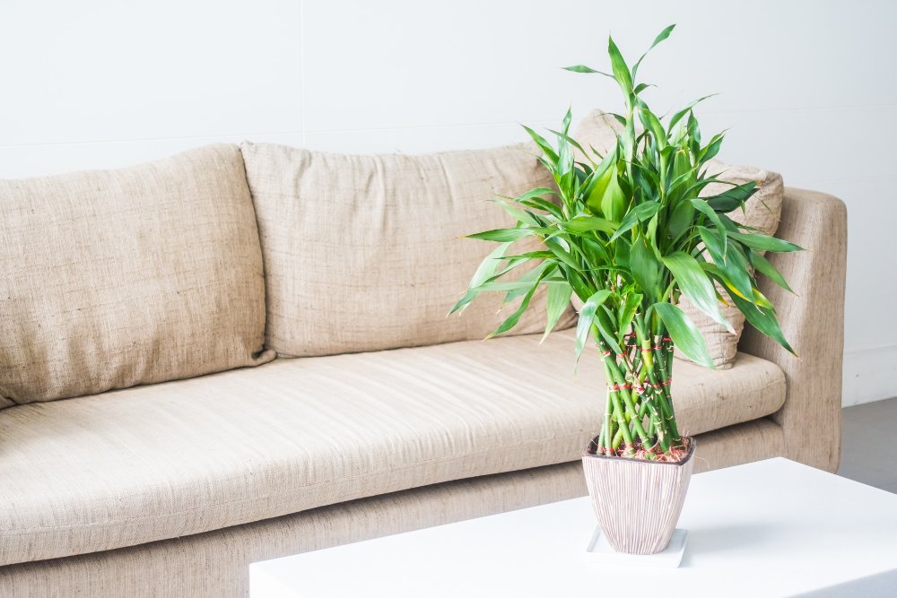 4 Reasons to Keep Bamboo Plants at Home for Luck, Health & Positive Energy